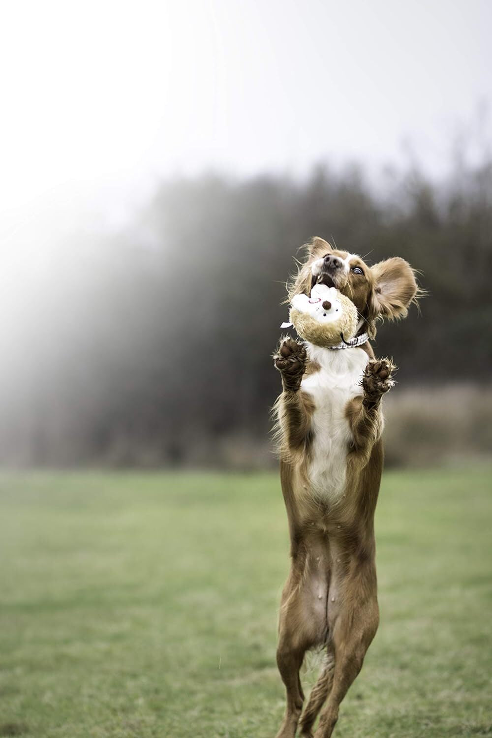 Pet Qwerks Plush Hedgehog Interactive Dog Toy – Chattering Electronic Sound Toy for Dogs